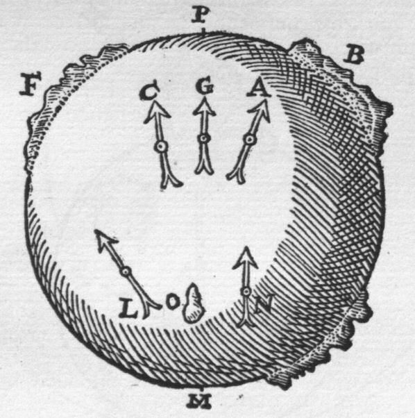 A terrella uneven in surface.