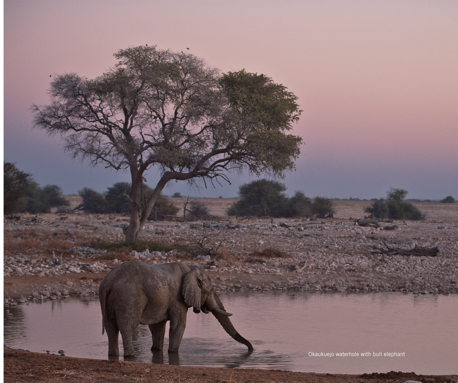 Okaukuejo waterhole with bull elephant