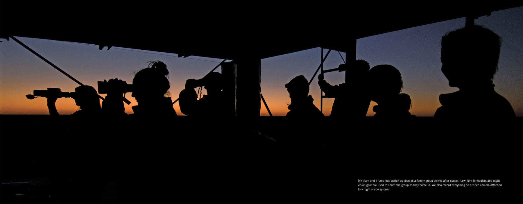 My team and I jump into action as soon as a family group arrives after sunset. Low light binoculars and night vision gear are used to count the group as they come in. We also record everything on a video camera attached to a night vision system.