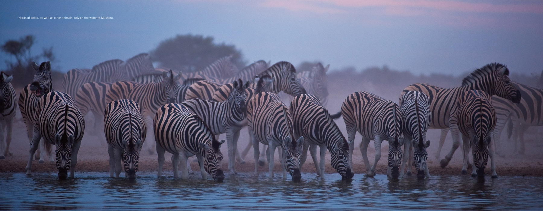 Herds of zebra, as well as other animals, rely on the water at Mushara.