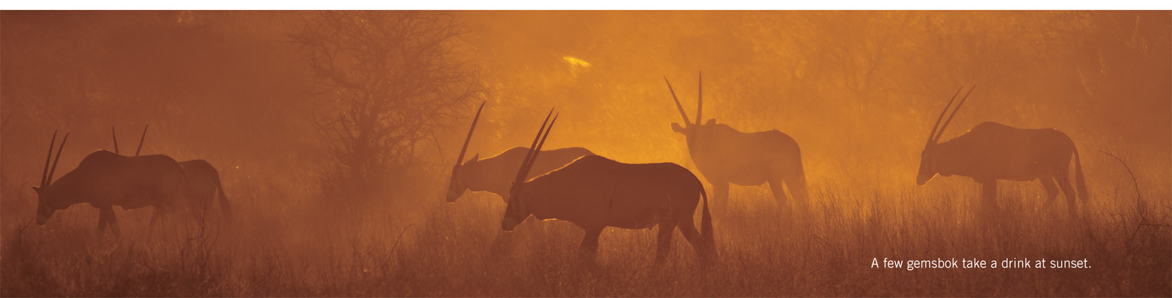 A few gemsbok take a drink at sunset.