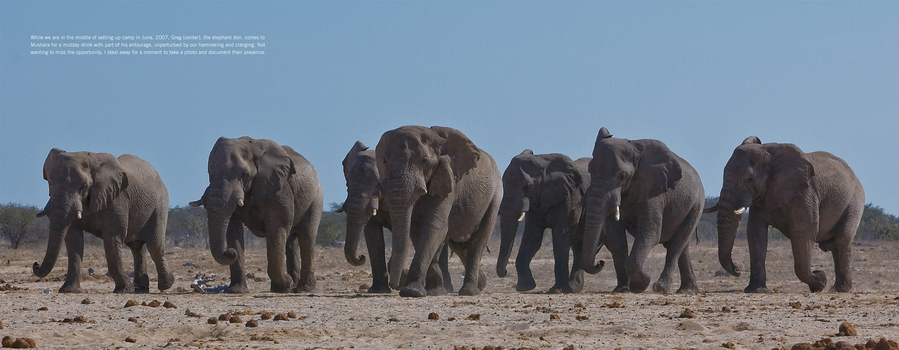 While we are in the middle of setting up camp in June, 2007, Greg (center), the elephant don, comes to Mushara for a midday drink with part of his entourage, unperturbed by our hammering and clanging. Not wanting to miss the opportunity, I steal away for a moment to take a photo and document their presence.