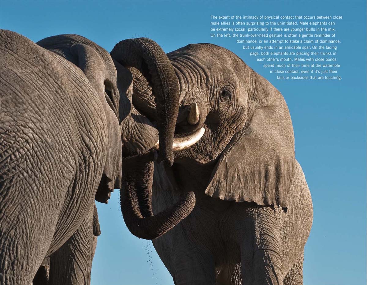 The extent of the intimacy of physical contact that occurs between close male allies is often surprising to the uninitiated. Male elephants can be extremely social, particularly if there are younger bulls in the mix. On the left, the trunk-over-head gesture is often a gentle reminder of dominance, or an attempt to stake a claim of dominance, but usually ends in an amicable spar. On the facing page, both elephants are placing their trunks in each other’s mouth. Males with close bonds spend much of their time at the waterhole in close contact, even if it’s just their tails or backsides that are touching.