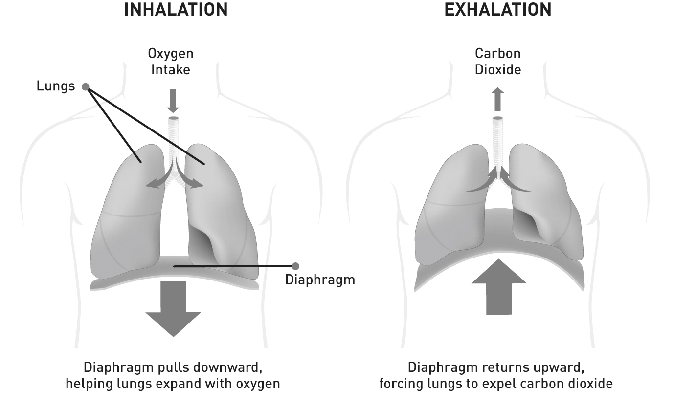 Two diagrams of the inside of a torso, the left showing inhalation and the right showing exhalation. The inhalation diagram shows oxygen intake through the trachea, air flowing into the lungs, and the diaphram under the lungs moving downward. The exhalation diagram shows the diaphram moving upward, air flowing out of the lungs, and carbon dioxide flowing up through the trachea.