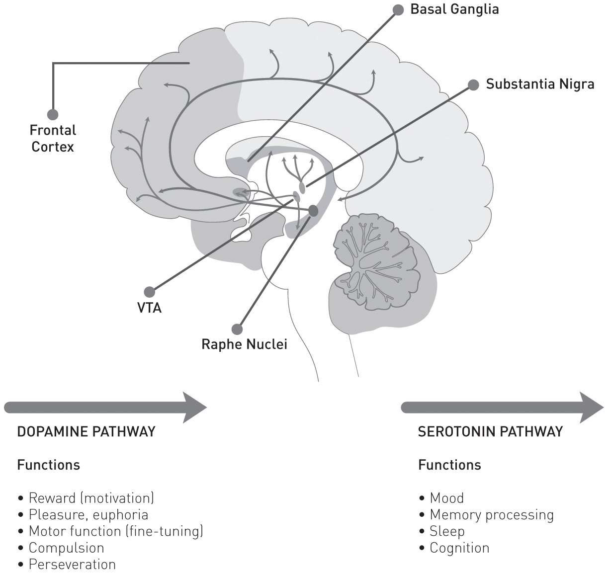 Diagram of the dopamine and serotonin pathway. A cutaway side view of the brain shows shading in the regions of the frontal cortext, the VTA, raphe nuclei, substantia nigra, and basal ganglia. The functions of dopamine are reward (motivation), pleasure, euphoria, motor function (fine-tuning), compulsion, and perseveration. The functions of serotonin are mood, memory processing, sleep, and cognition.