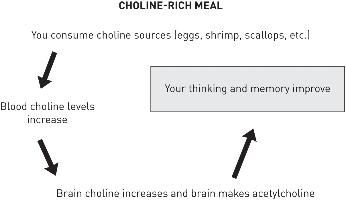 Diagram showing the progression of effects of a choline-rich meal. You consume choline sources (eggs, shrimp, scallops, etc.). Blood choline levels increase. Brain choline increases and brain makes acetylcholine. Your thinking and memory improve.