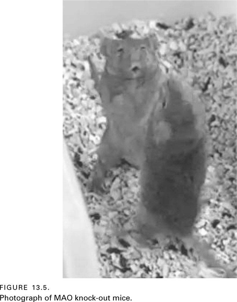 FIGURE 13.5. Photograph of MAO knock-out mice.