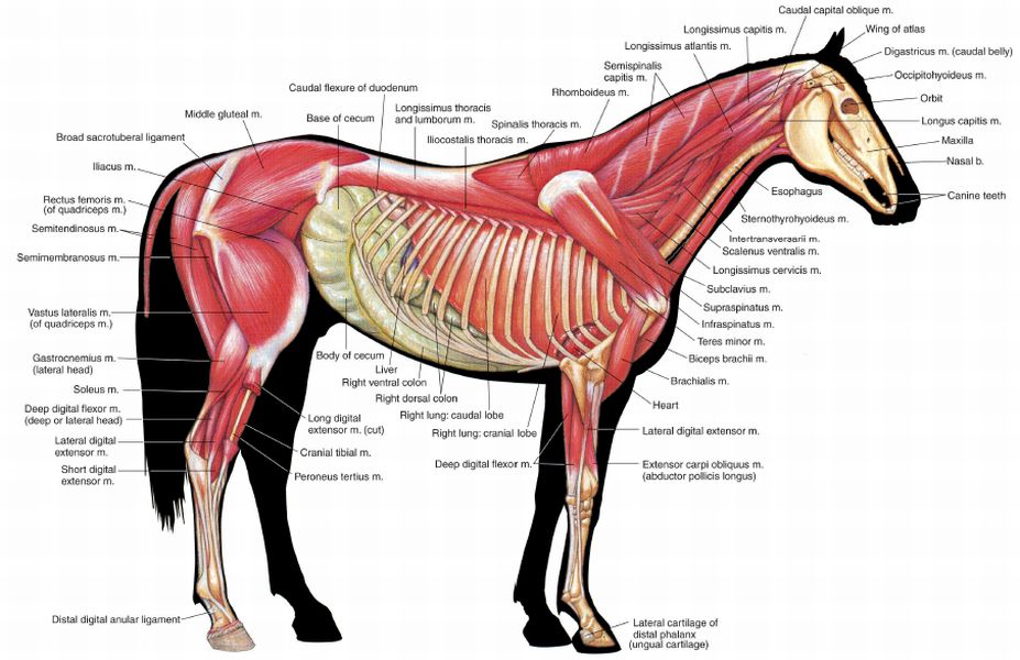 pl1-fig1.11.jpg