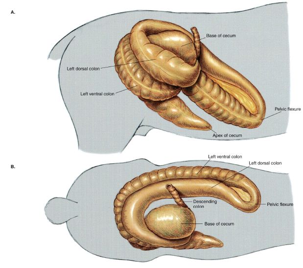 pl1-fig1.17.jpg