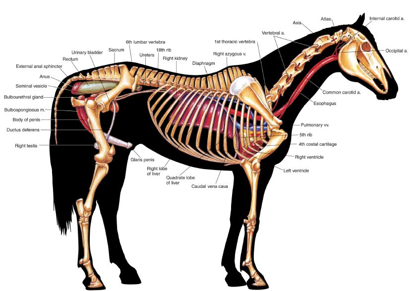 pl1-fig1.19.jpg