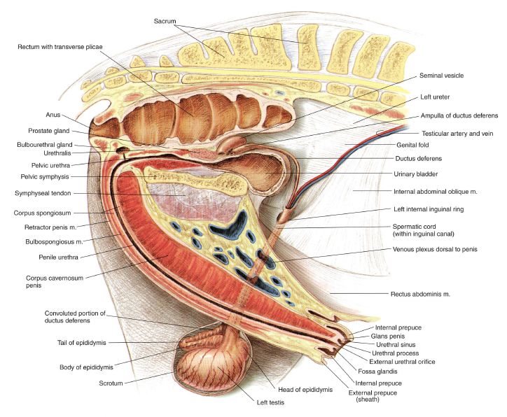 pl1-fig1.21.jpg