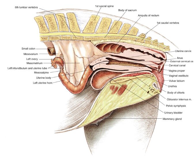 pl1-fig1.22.jpg