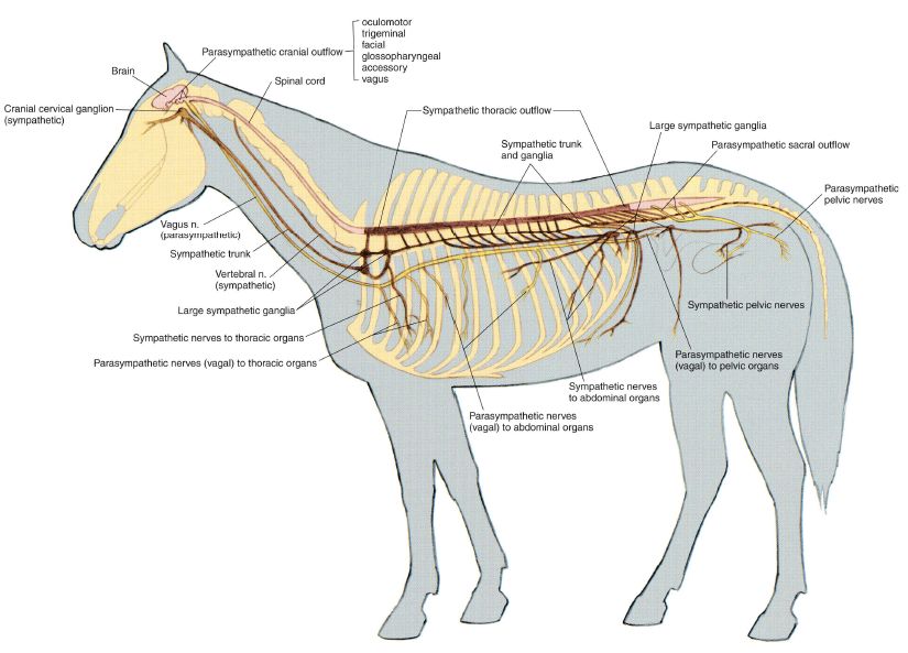 pl1-fig1.28.jpg