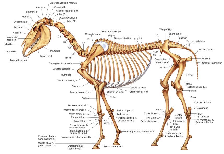 pl1-fig1.4.jpg