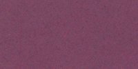 XXVI_69′_k_Auricula_Purple