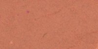 XXVIII_7′′___Terra_Cotta