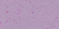 XXXVII_63′′_d_Hay's_Lilac