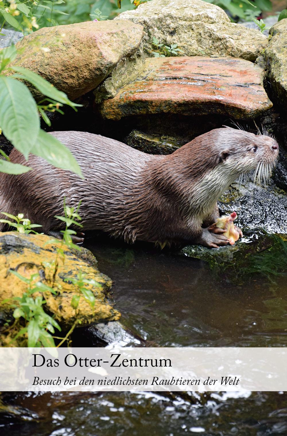 Das Otter-Zentrum