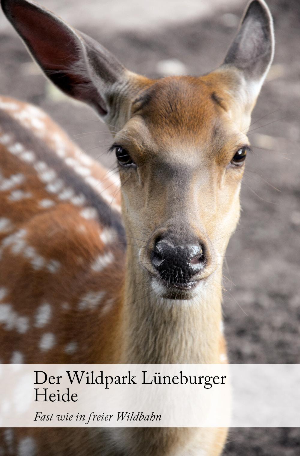 Der Wildpark Lüneburger Heide