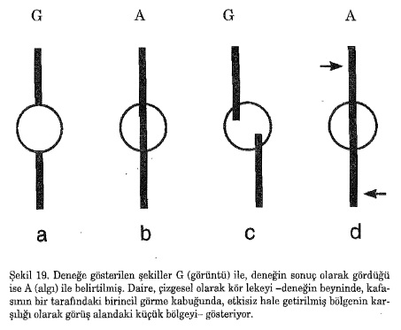 şekil19