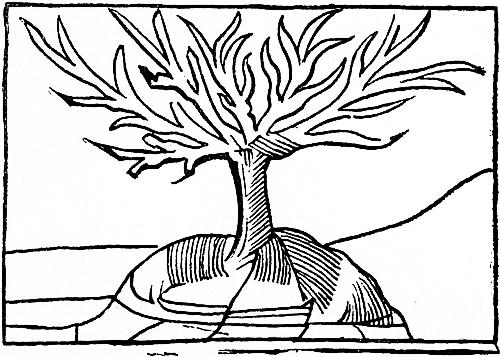 the dry tree