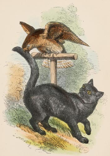 A bird and a cat