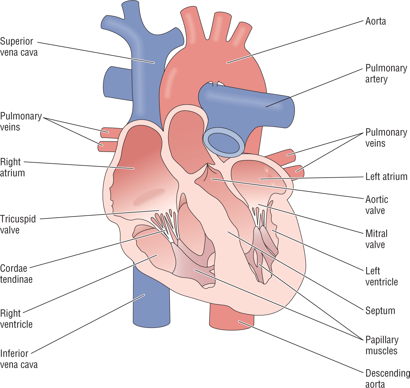 An illustration shows the cross-sectional view of the heart.