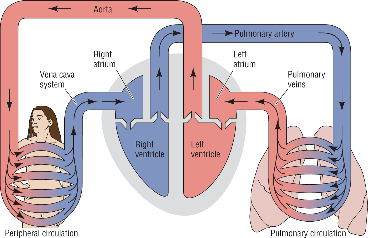 An illustration shows the working of the heart as a pump.