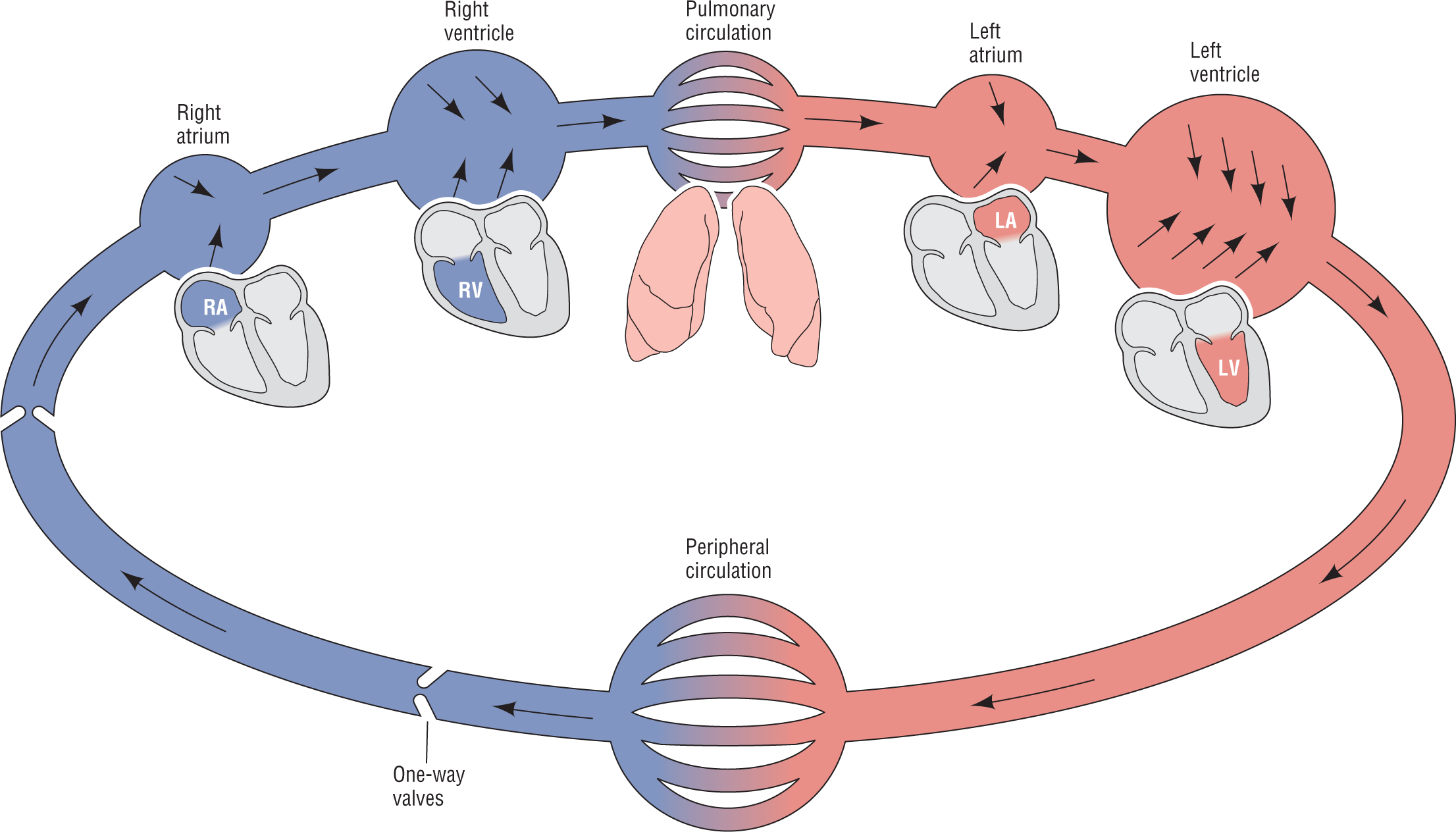 An illustration shows the simplified working of the heart as a pump.