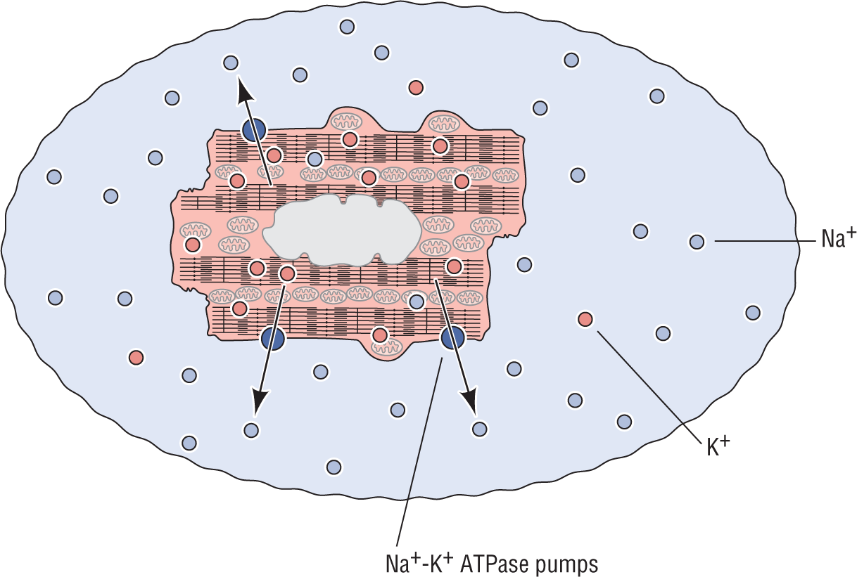 An illustration shows that in a barrel, the movement of ions are regulated by sodium-potassium ion pumps. The number of sodium ions are high outside the barrel, and the number of potassium ions are high inside the barrel.