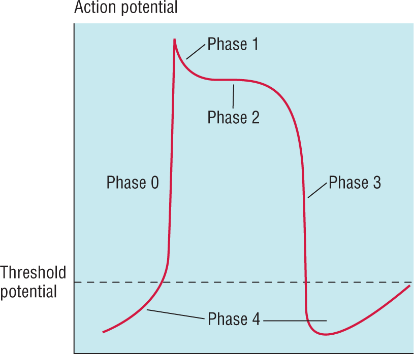 A graph shows the phases of myocyte stimulation.