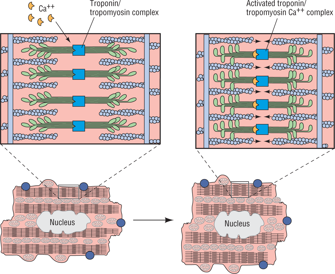 An illustration shows the action of calcium on troponin/tropomyosin complexes.