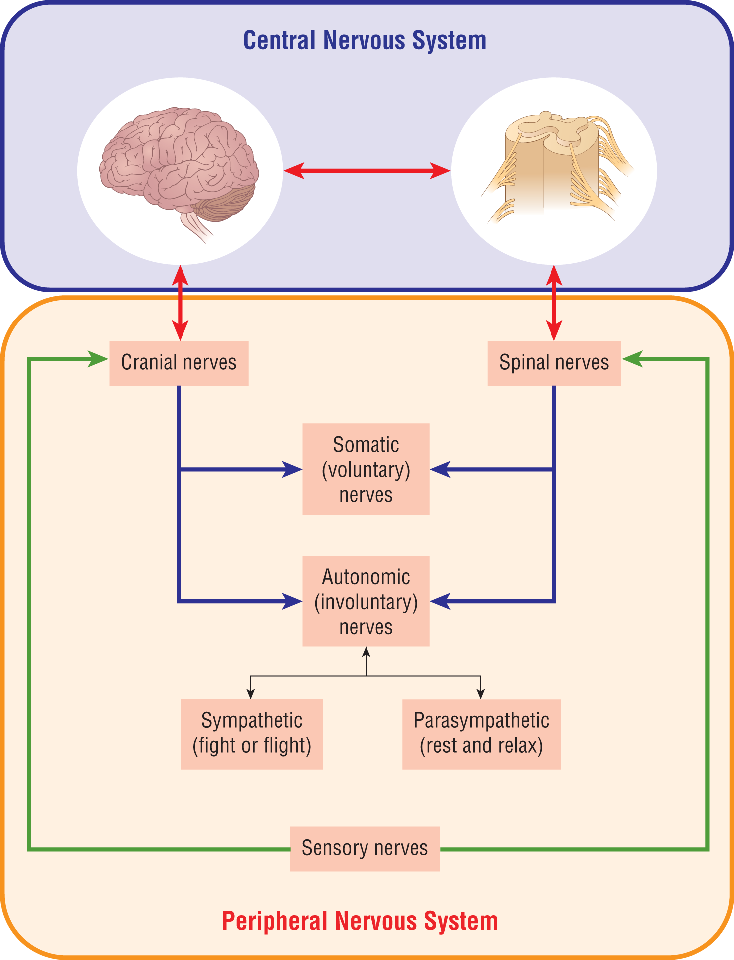 An illustration shows the interactions in the nervous system.