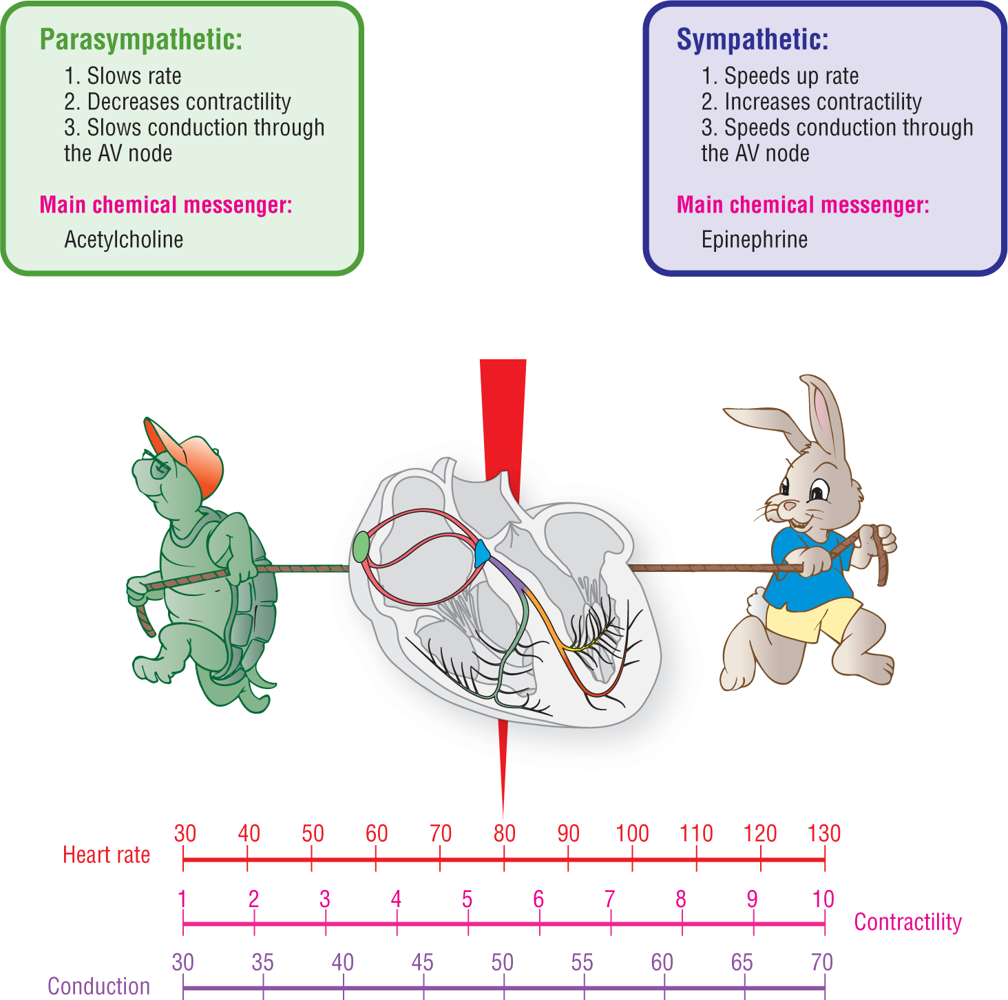 An illustration shows the action of parasympathetic and sympathetic nervous system on the heart.