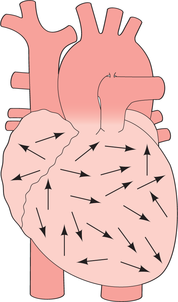 An illustration shows multiple vectors pointing in different directions in the chambers of the heart.