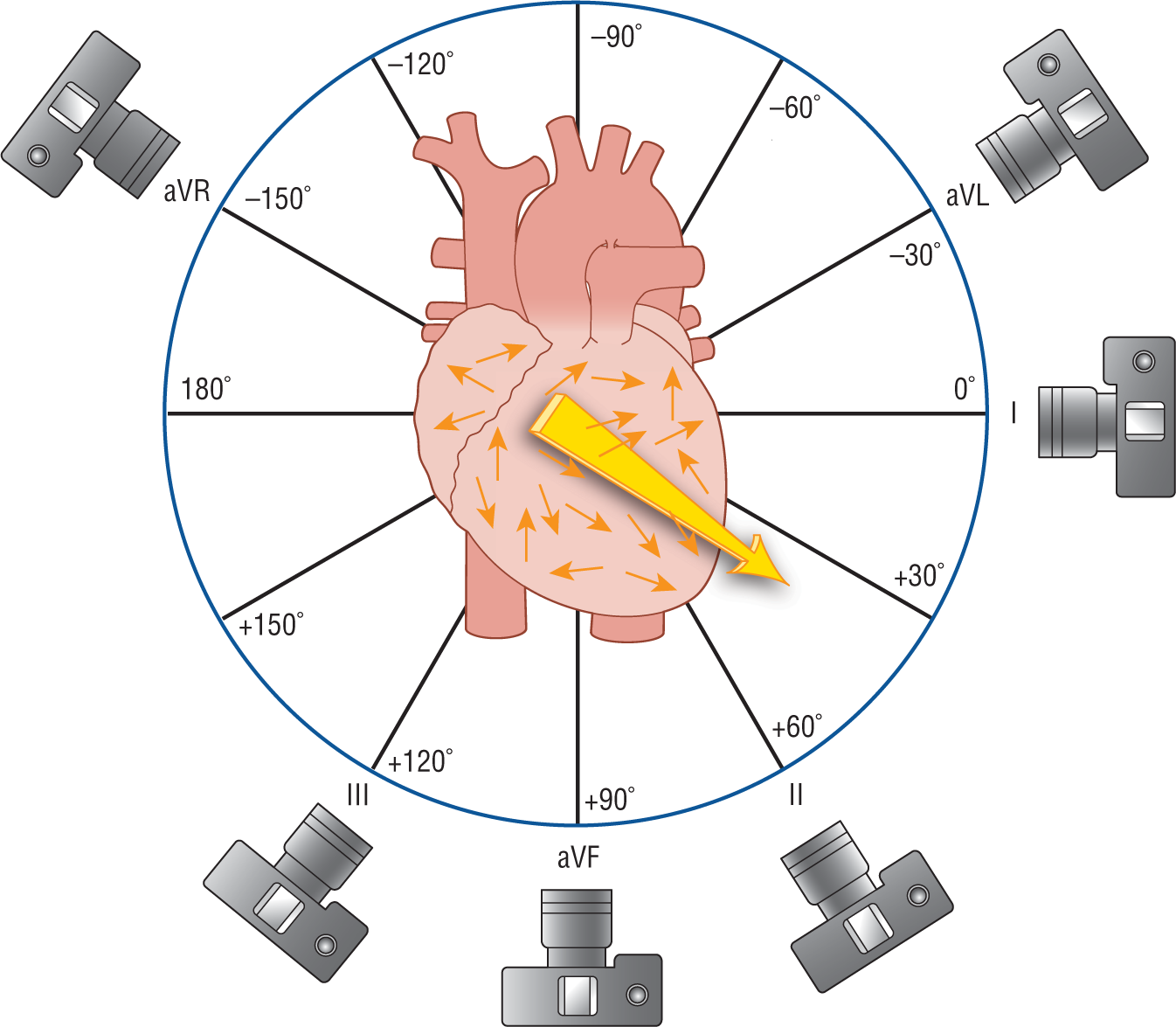 An illustration shows the image of the heart captured from various angles, corresponding to different leads.