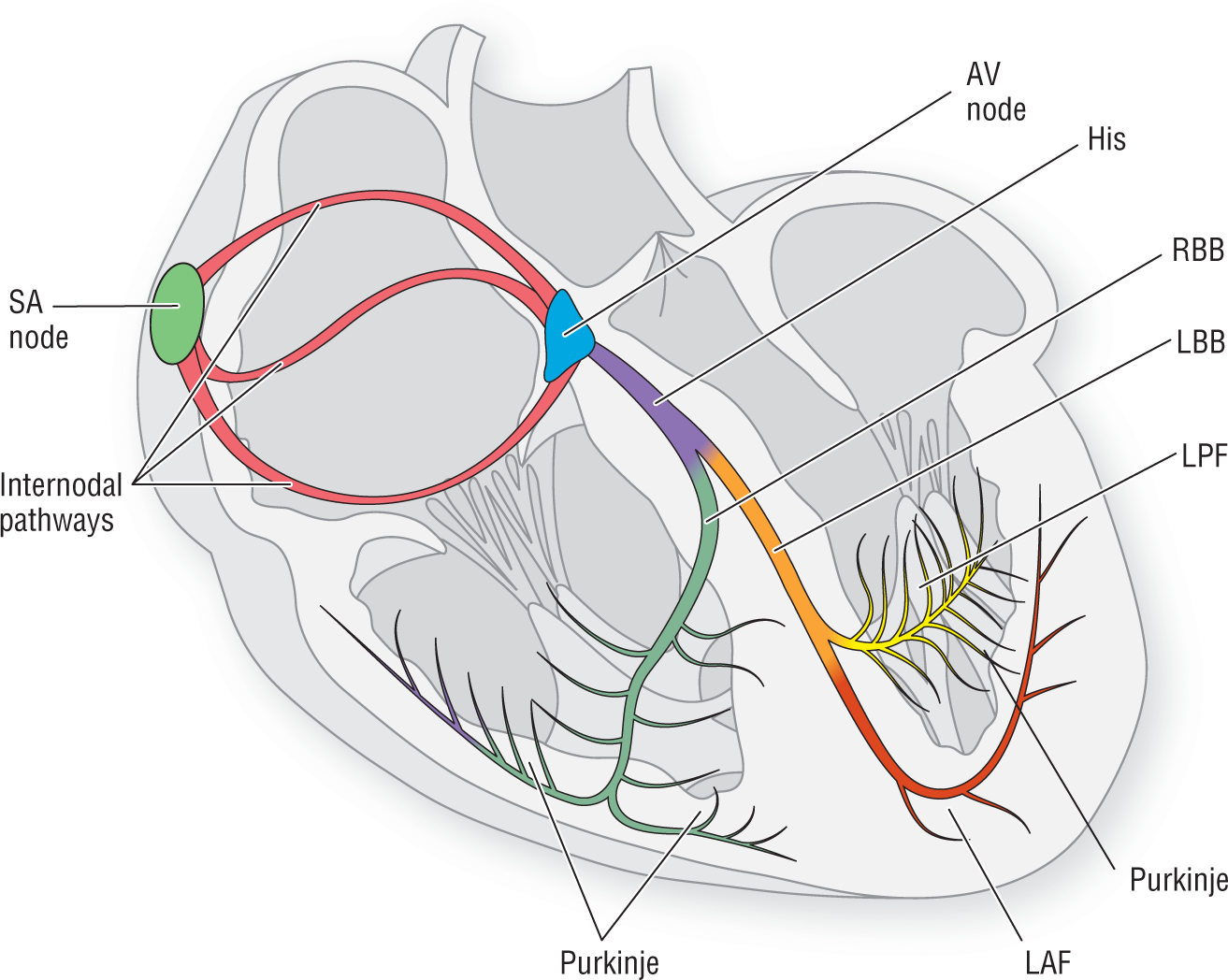 An illustration shows the electrical conduction system of the heart.