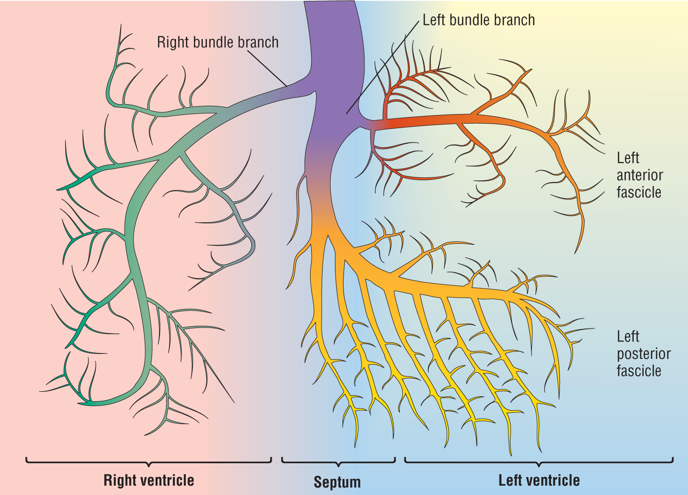 An illustration shows the branches of the His bundle.