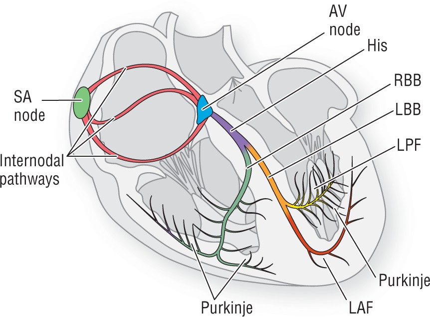 An illustration shows the electrical conduction system of the heart.