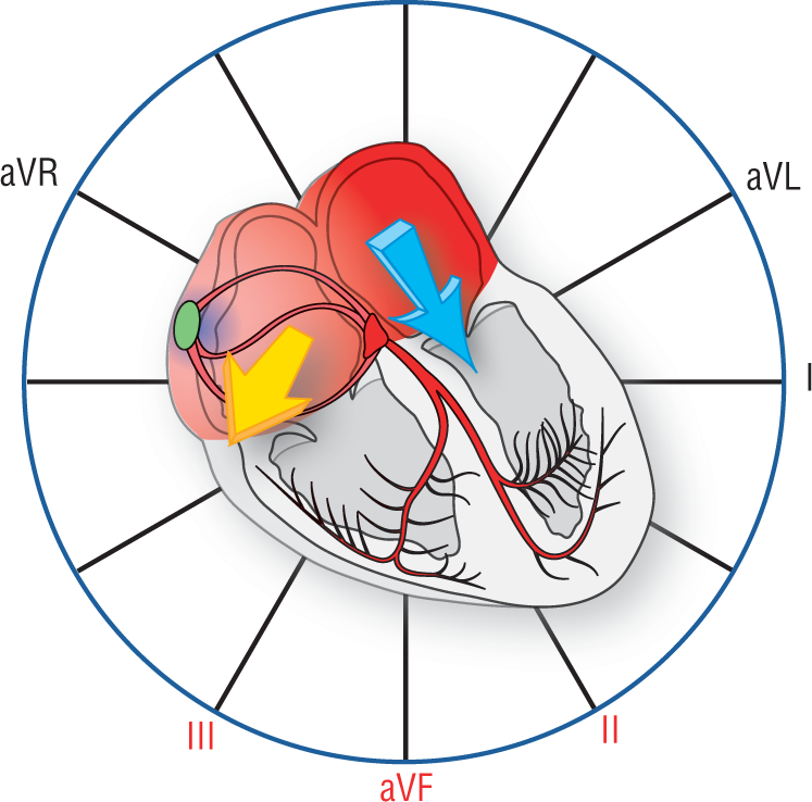 An illustration of the conduction system of the heart shows the direction of the vectors originating from the atria.