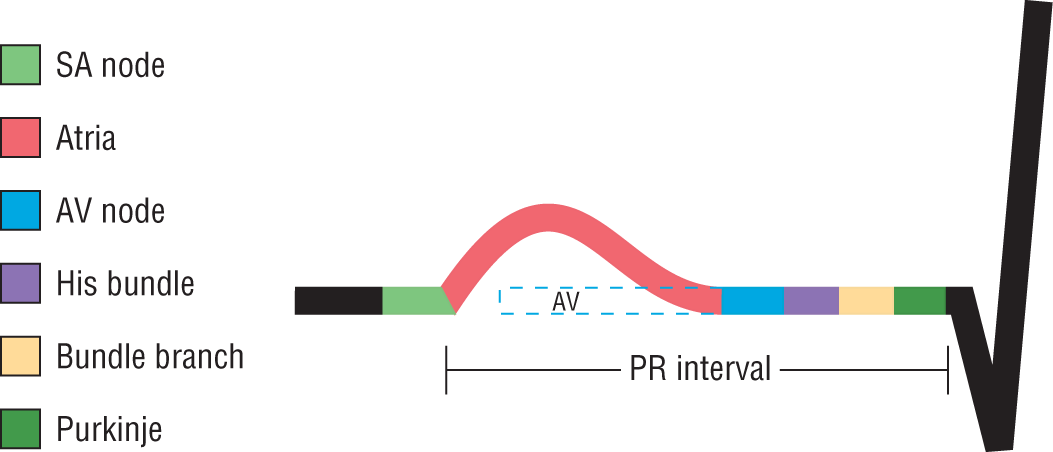 An illustration shows the regions conducting impulses in the PR interval.