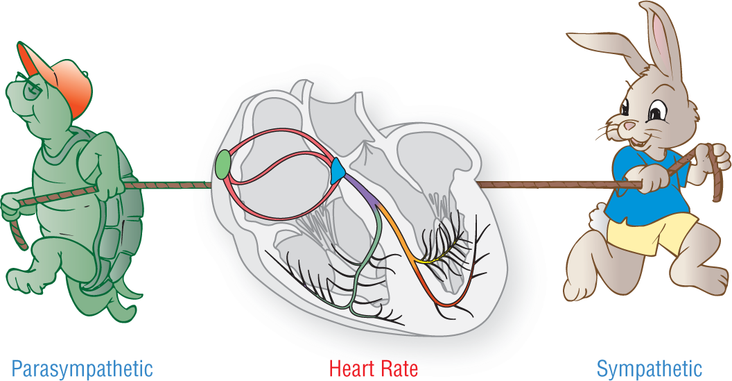 An illustration shows parasympathetic and sympathetic nervous system tugging at the heart rate.