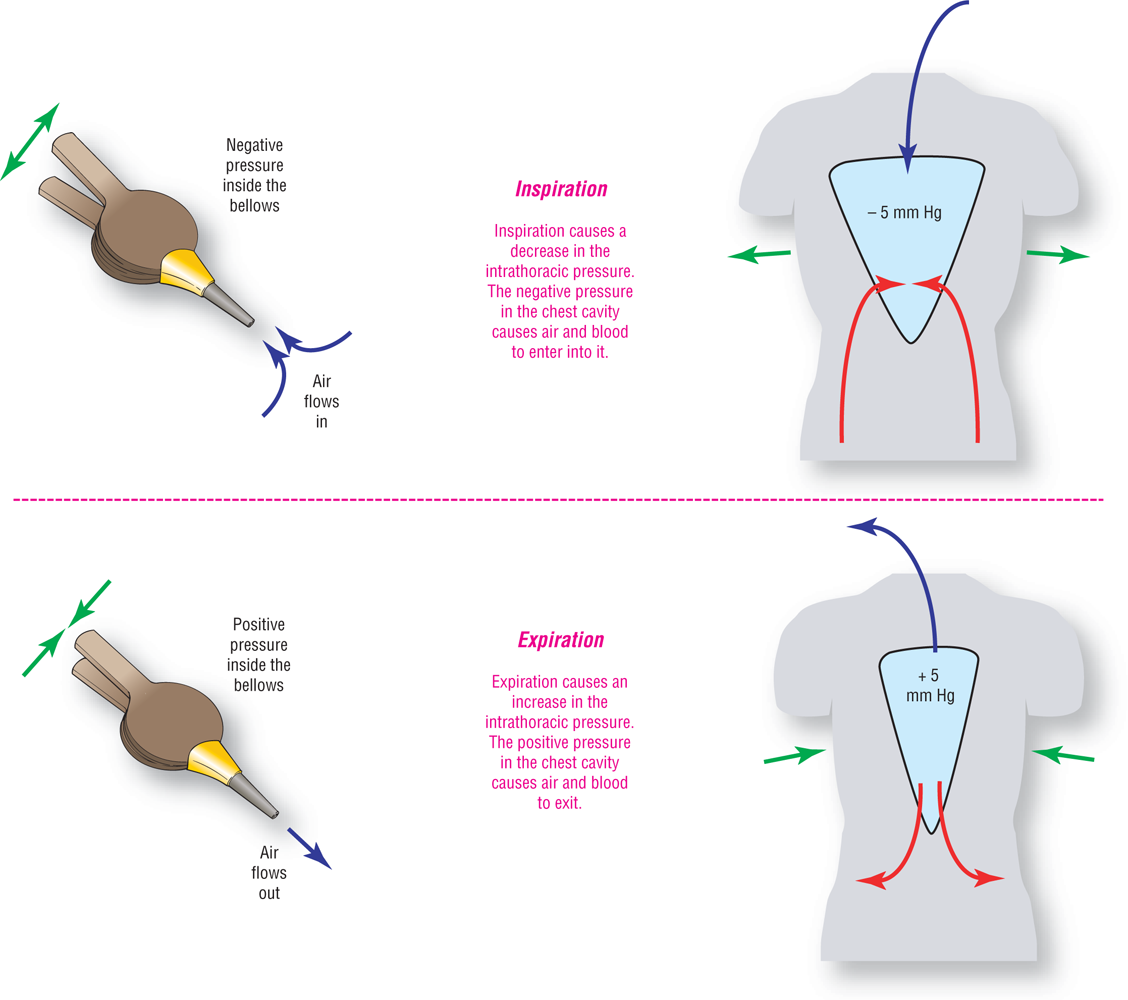 An illustration shows the actions that occur during inspiration and expiration in bellows and in lungs.