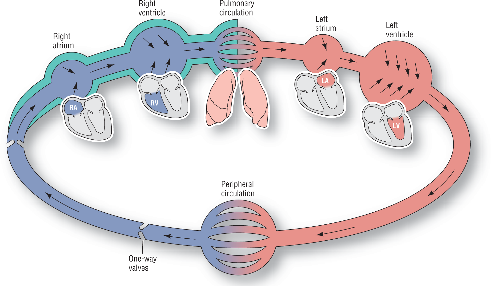 An illustration shows the simplified working of the heart as a pump.