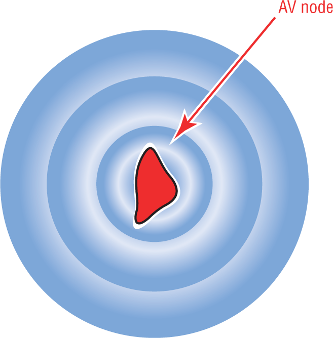 An illustration shows depolarizing concentric waveforms radiating from the AV node.