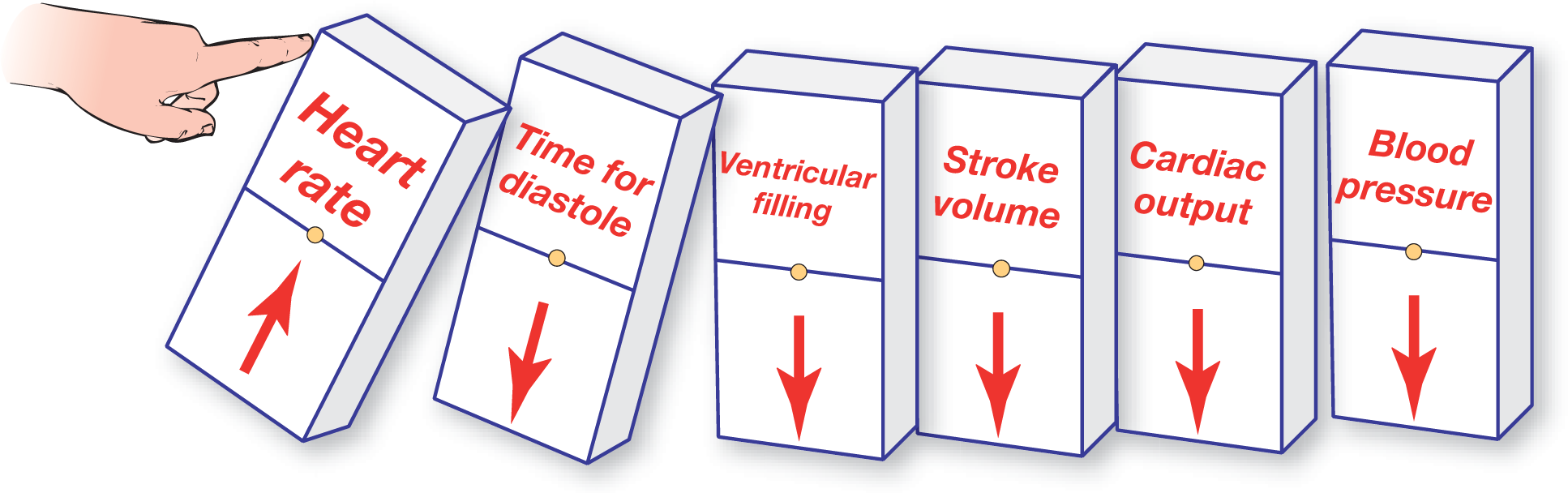 An illustration shows the consequences of high heart rate in the form of falling dominos.