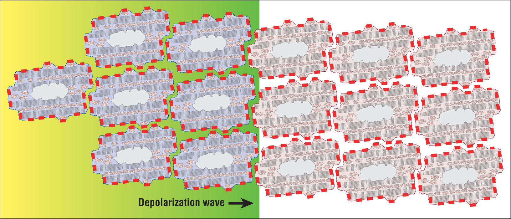 The illustration shows a depolarization wave spreading through three rows of cells whose cell walls consist of gap junctions for communication. There are a large number of connections between the cells through these junctions.