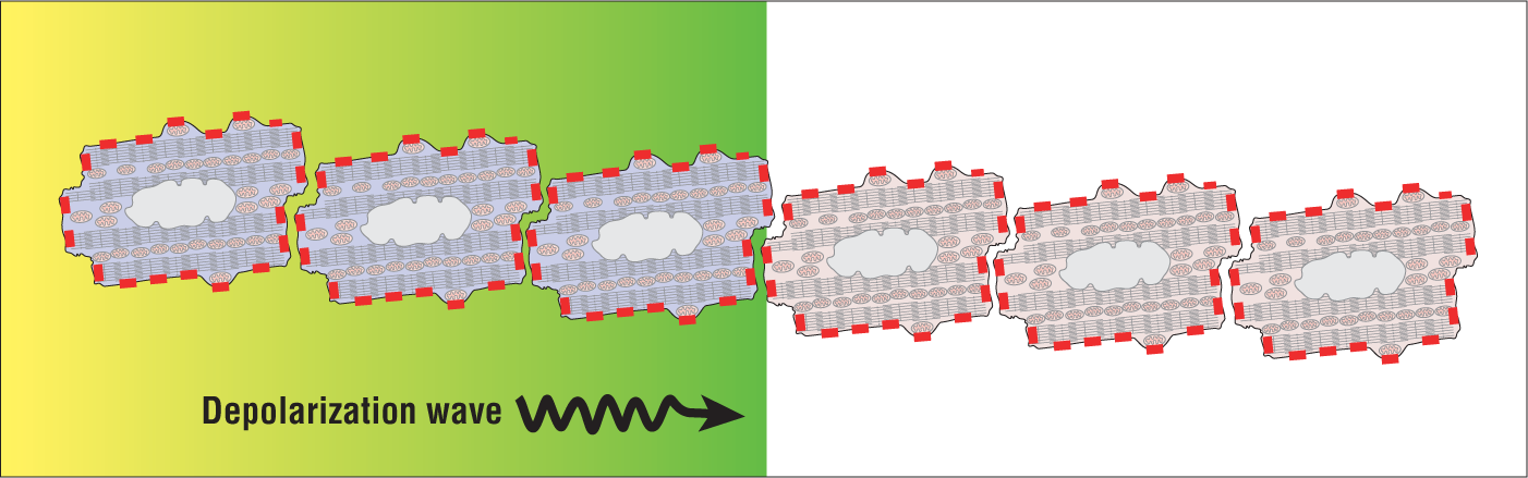 The illustration shows a slow depolarization wave spreading through a single row of cells, whose cell walls consist of gap junctions for communication. There are a small number of connections between the cells through these junctions.