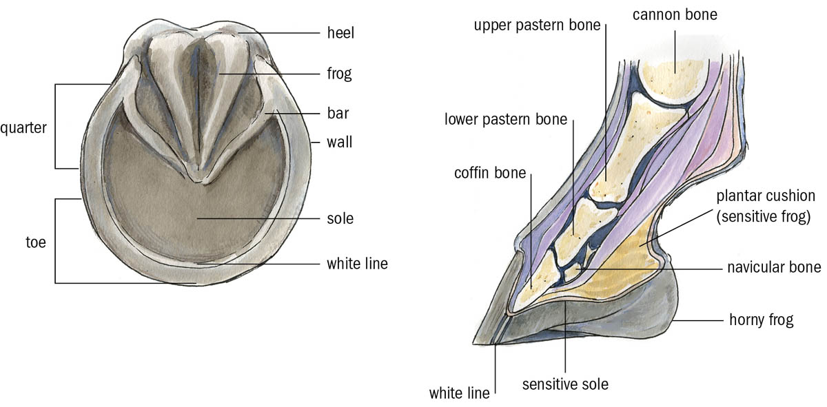 Illustration of the exterior and interior of a horse's hoof, showing the bones, heal, quarter, toe, sole, and other parts