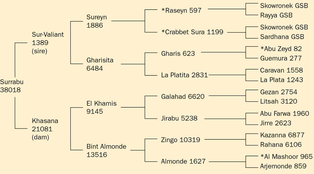 A chart showing the generations of offspring of the stallion Surrabu, with over 30 horses